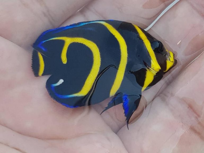 New Captive Bred Cortez Angelfish Show Extra Striping | Reef Builders ...