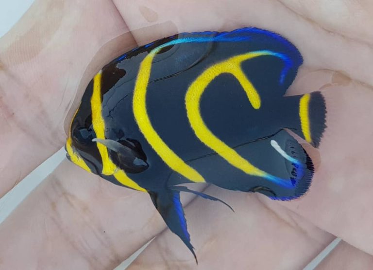 New Captive Bred Cortez Angelfish Show Extra Striping | Reef Builders ...