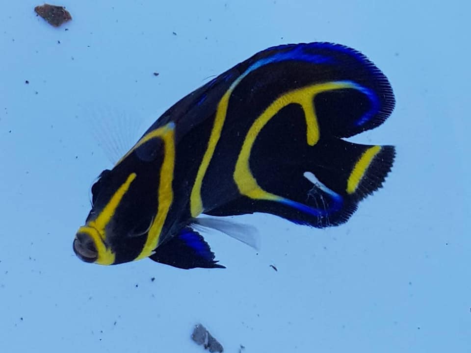 New Captive Bred Cortez Angelfish Show Extra Striping | Reef Builders ...