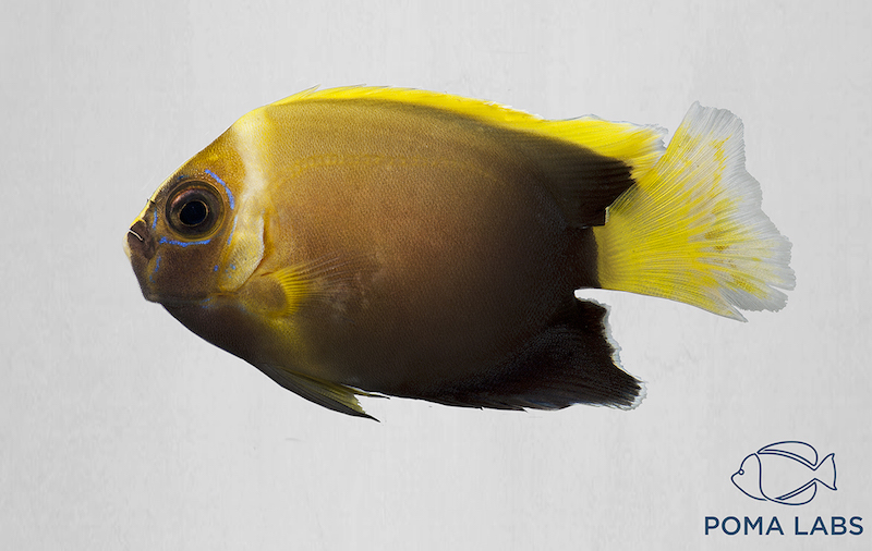 The First Ever Longfin Angelfish also Happens to be A Conspic Hybrid