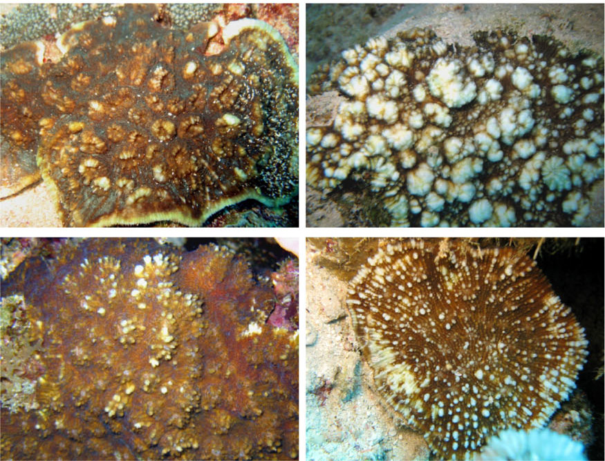 Chalice Coral Family Gets New Paraechinophyllia Genus | Reef Builders ...