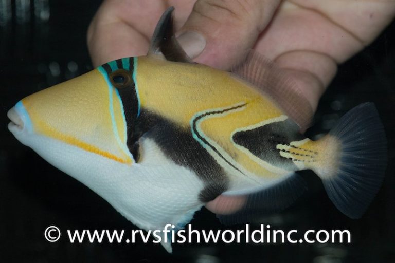This is the Coolest Picasso Triggerfish Hybrid to date | Reef Builders ...