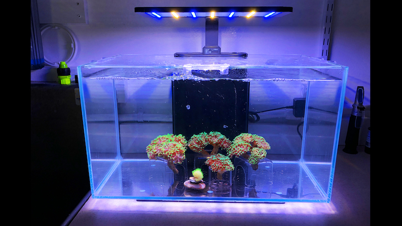 Vlog 2 & 3 on the Buildup of the Reef Builders Studio | Reef Builders ...