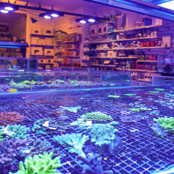 Fragbox Corals Reef Aquarium Store in Toronto Canada Reef Builders