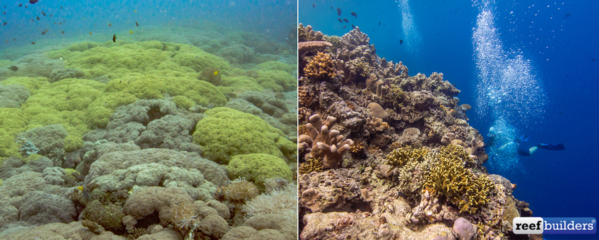 Polyp Lab Coral Spotting Expedition, Sulawesi Mainland Across from ...