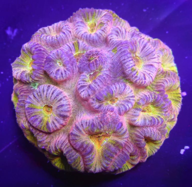 Fluted Moon Coral Barabattoia from WA Appears in Wild Colors | Reef ...