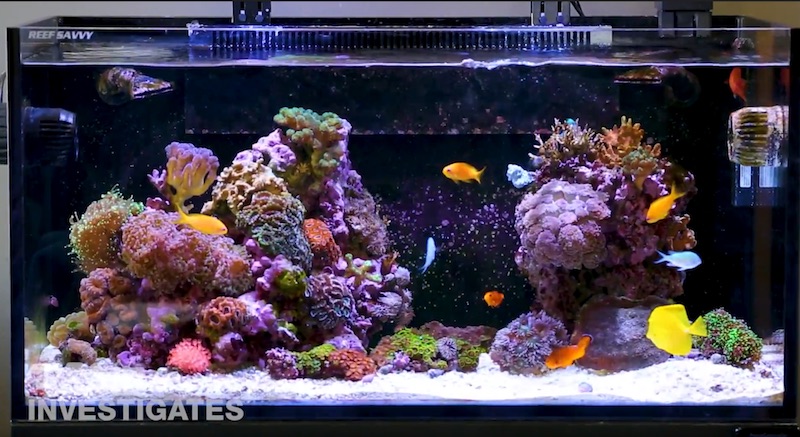 https://reefbuilders.com/wp-content/blogs.dir/1/files/2018/09/bulk-reef-supply-worldwide-corals.jpg