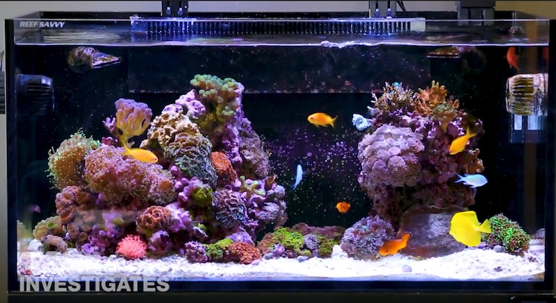 reef aquarium supplies