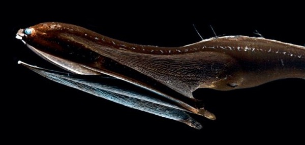 Gulper Eel Observed in a Most Adorable State, Reef Builders