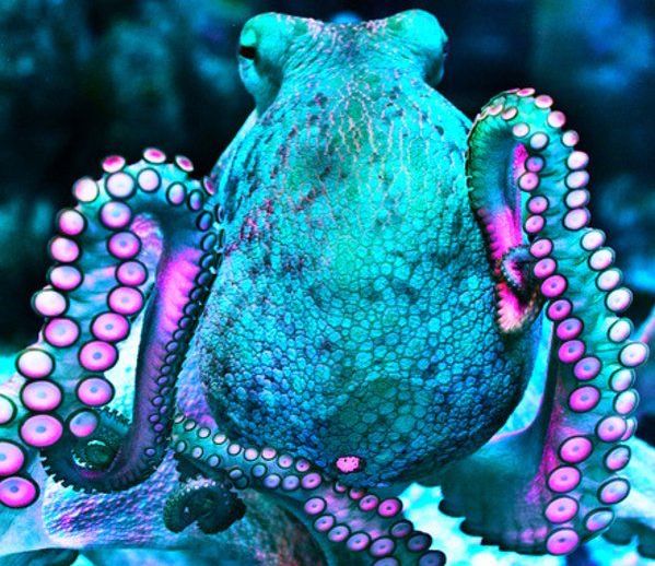 saltwater octopus