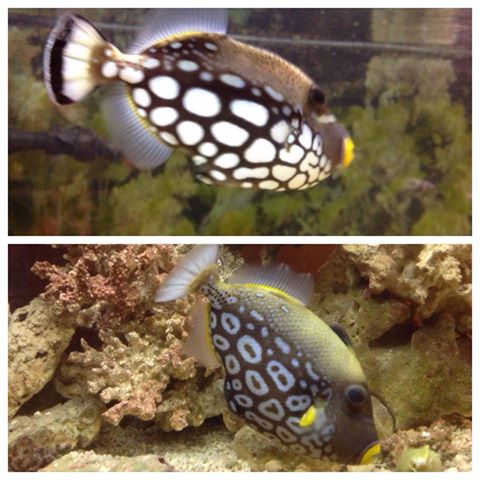 clown triggerfish care