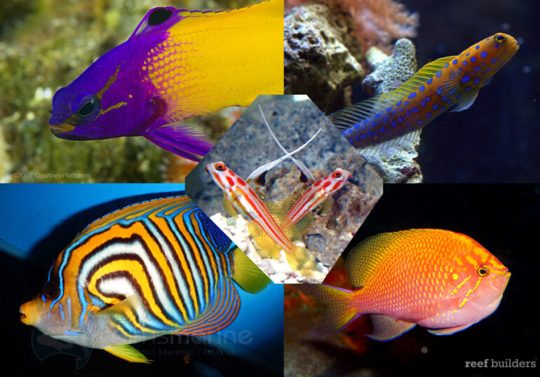 Top 5 Saltwater Fish We Wish Were Domesticated
