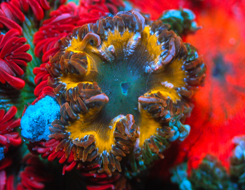 Yellow is the Hot New Color of FLOWER Anemones | Reef Builders | The ...