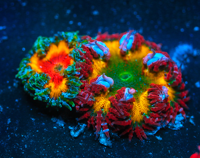 Yellow is the Hot New Color of FLOWER Anemones | Reef Builders | The ...