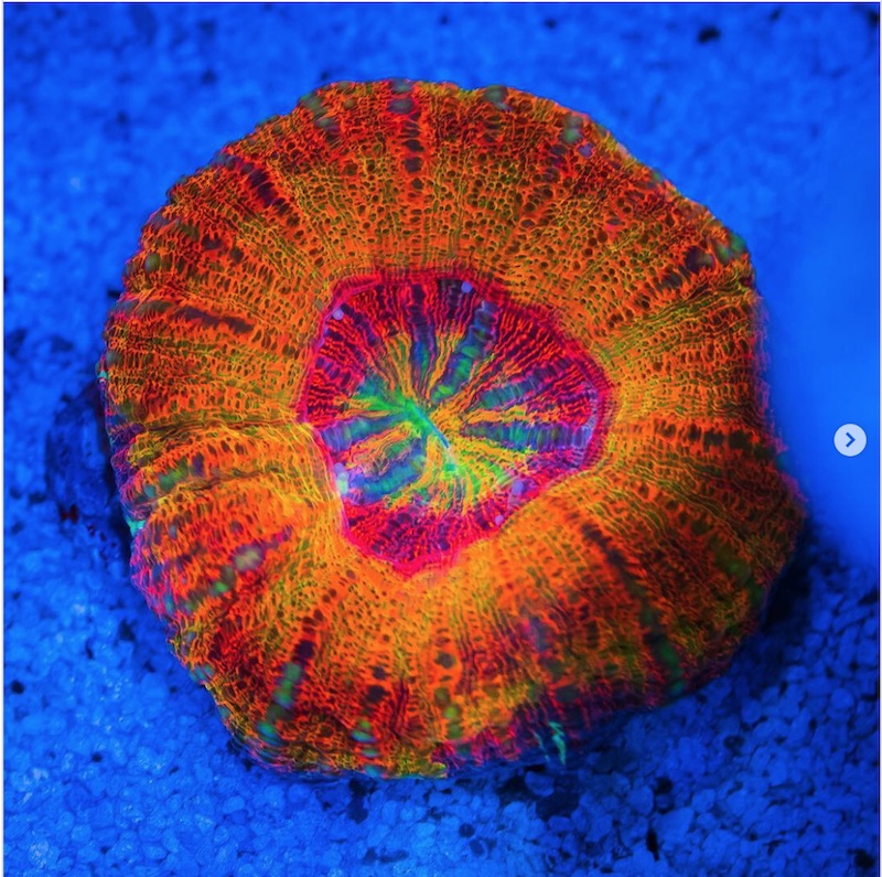 Mini Scolies Reach new Heights at World Wide Corals | Reef Builders ...