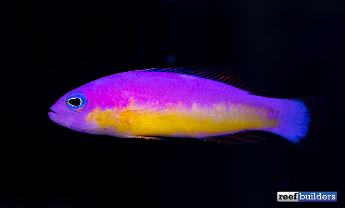 Purple And Yellow Fish