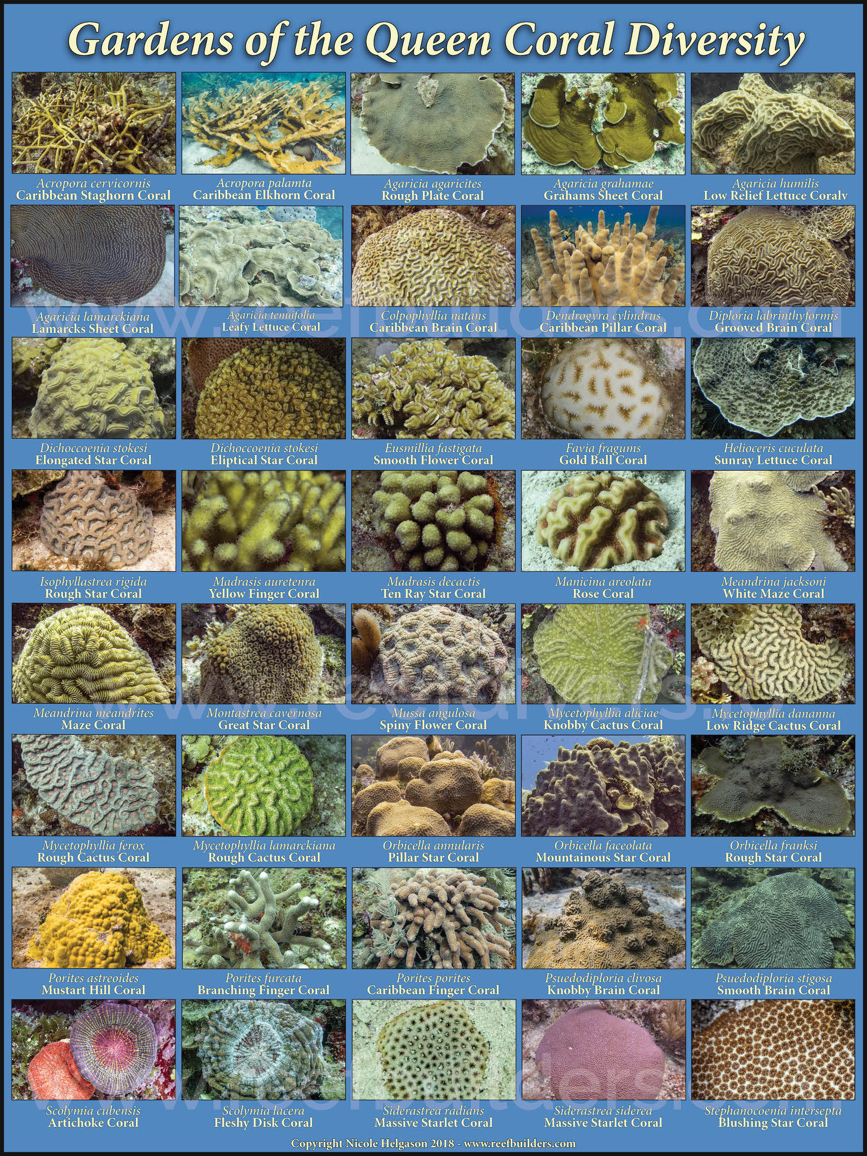 Coral Diversity of the Gardens of the Queen Cuba | Reef Builders | The ...
