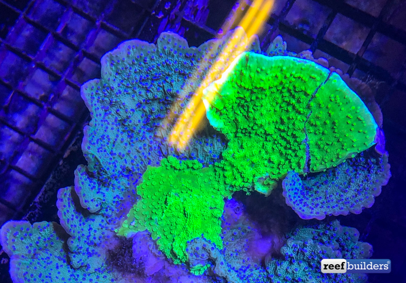 Flower Polyp Montipora Appears with Intense GFP Infection | Reef ...