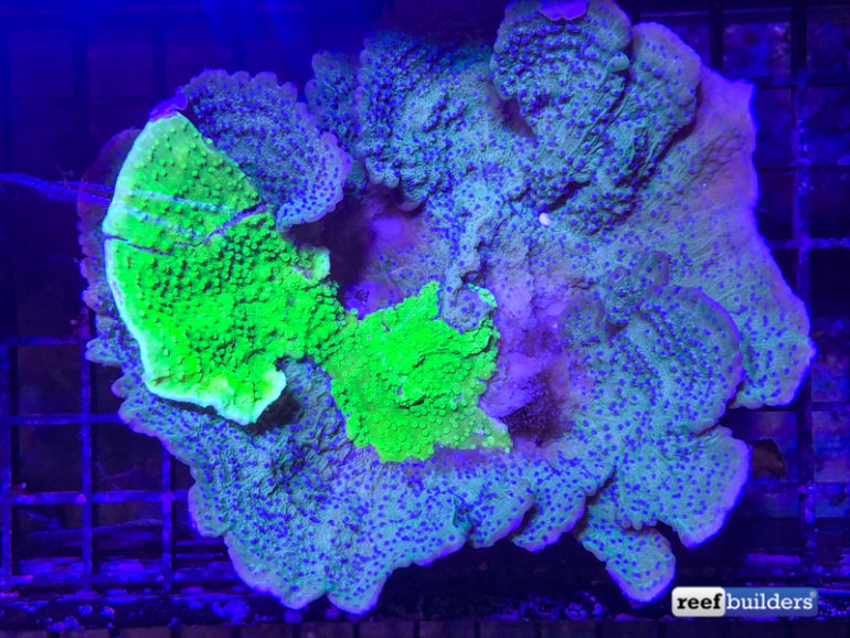 Flower Polyp Montipora Appears with Intense GFP Infection | Reef ...