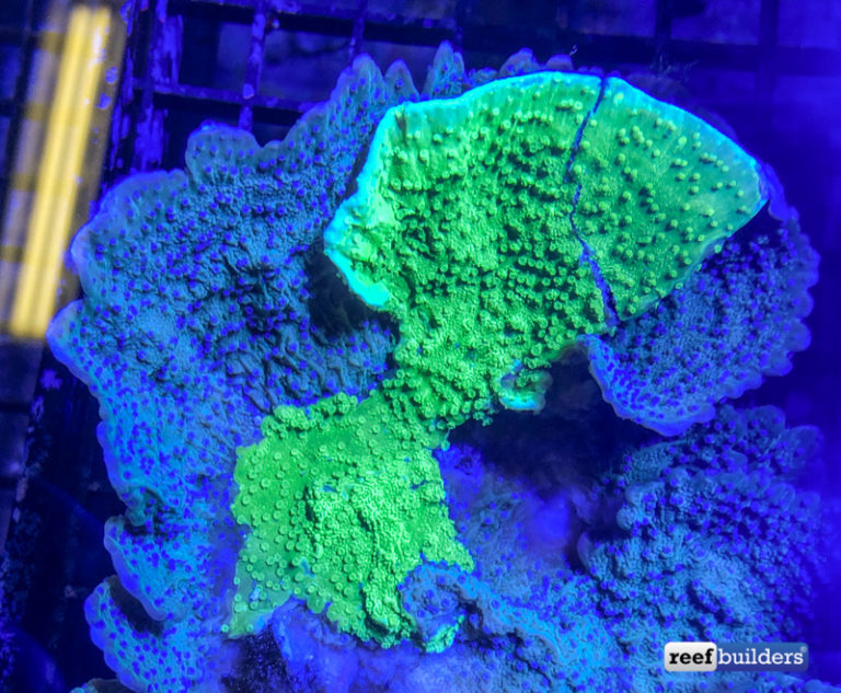 Flower Polyp Montipora Appears with Intense GFP Infection | Reef ...