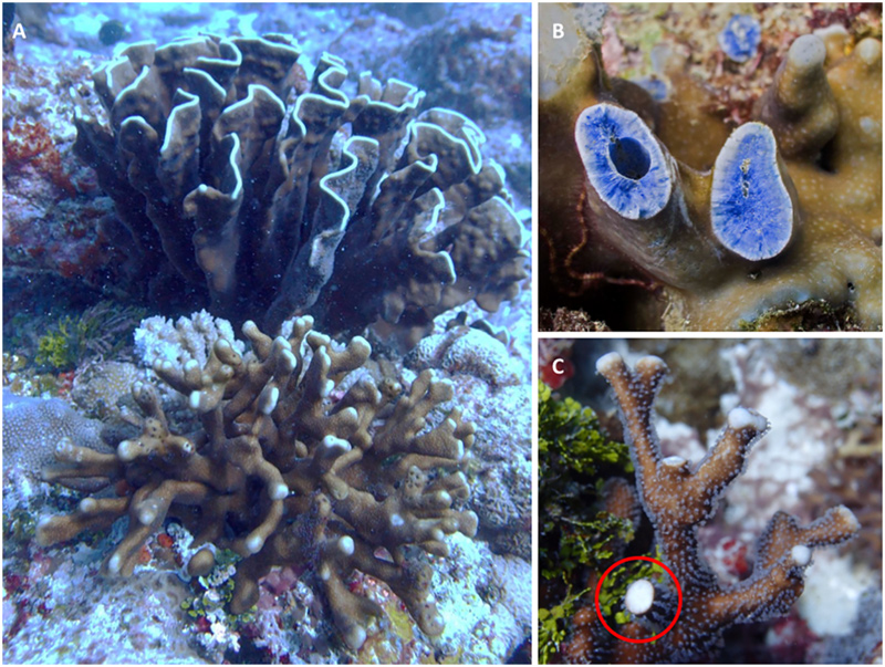 Heliopora are Not-So-Soft, Soft Corals | Reef Builders | The Reef and ...