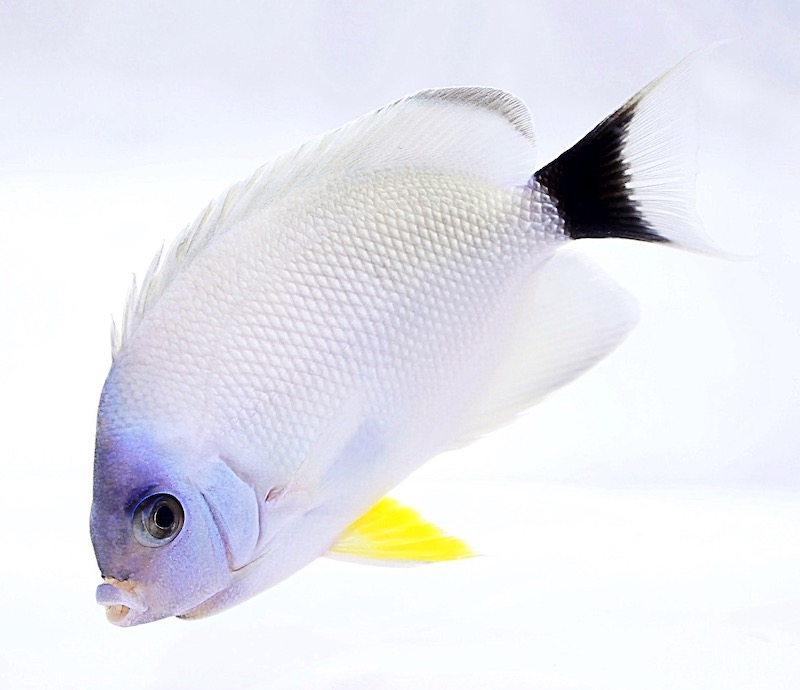 Masked Angelfish