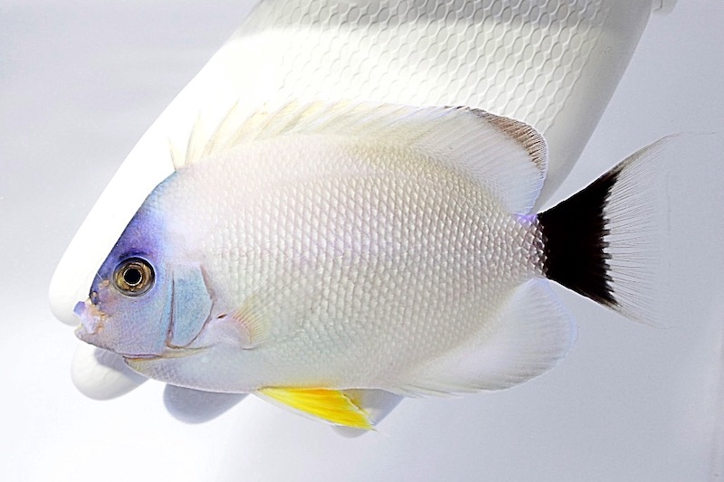 Masked Angelfish