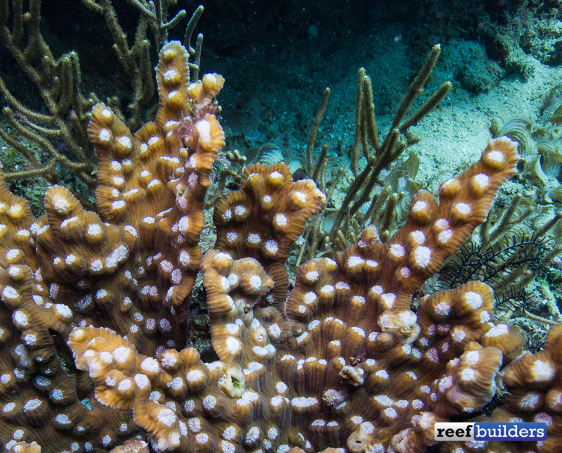 Mycedium mancaoi, the Branching Chalice Corals Reef Builders The
