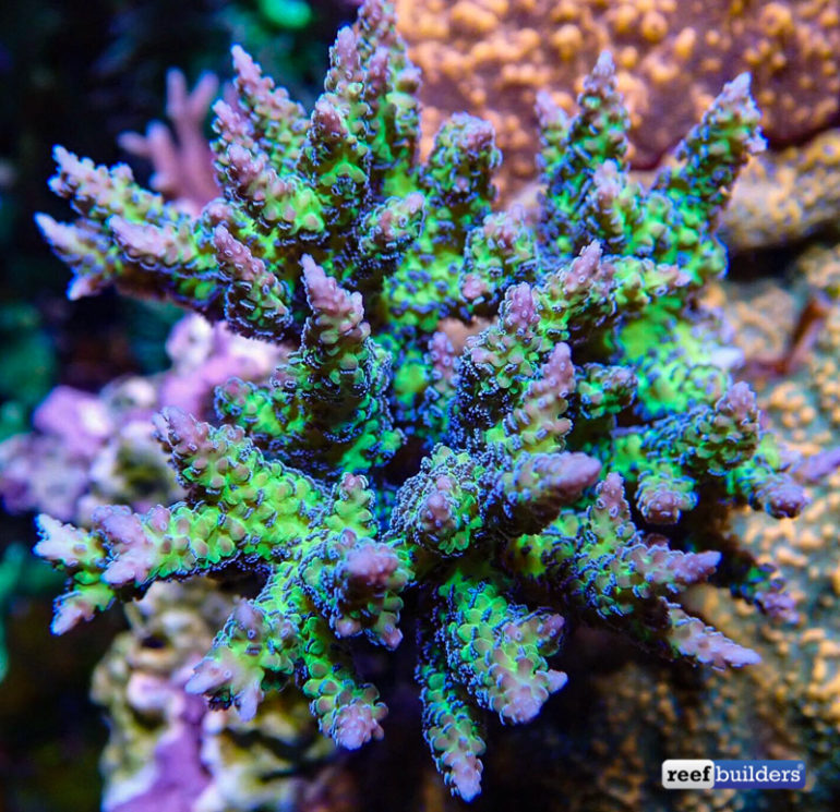 Seriatopora dendritica, Birdnest Coral Wishes it was an Acropora ...