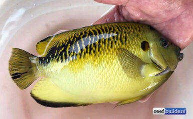 Tiger Angelfish Hybrid Collected in Madagascar | Reef Builders | The ...