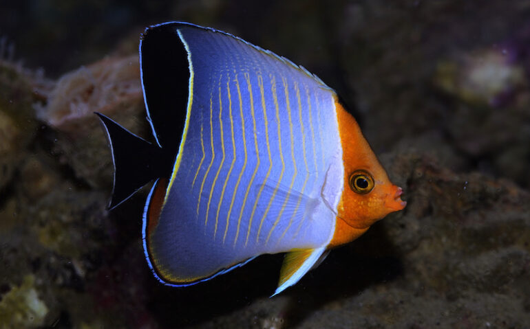 Blue Butterfly Fish