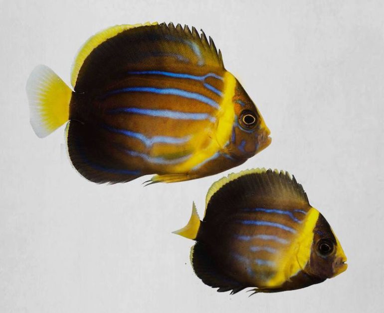 Yellow Blueline Angelfish is Another New Strain from Poma Labs | Reef