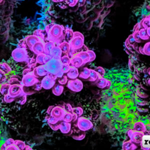 New Variety of Dragon Fruit Acro from the Great Barrier Reef | Reef ...