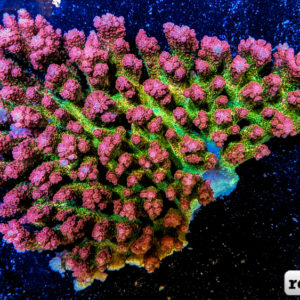 New Variety of Dragon Fruit Acro from the Great Barrier Reef | Reef ...