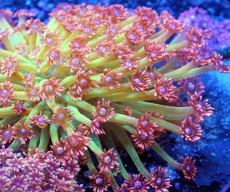 Flowerpot Corals & Everything You Need to Know For Success Reef