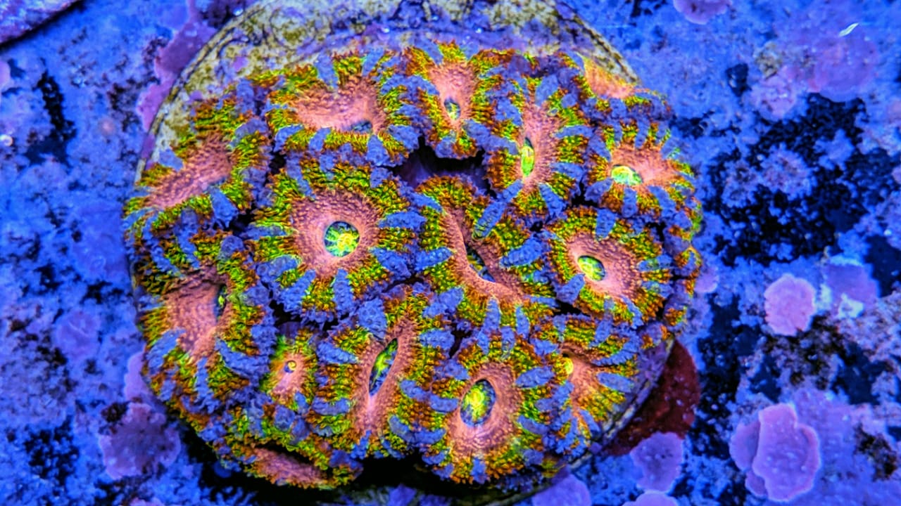 You Thought Collecting Coral Was a Dream Job? | Reef Builders | The ...