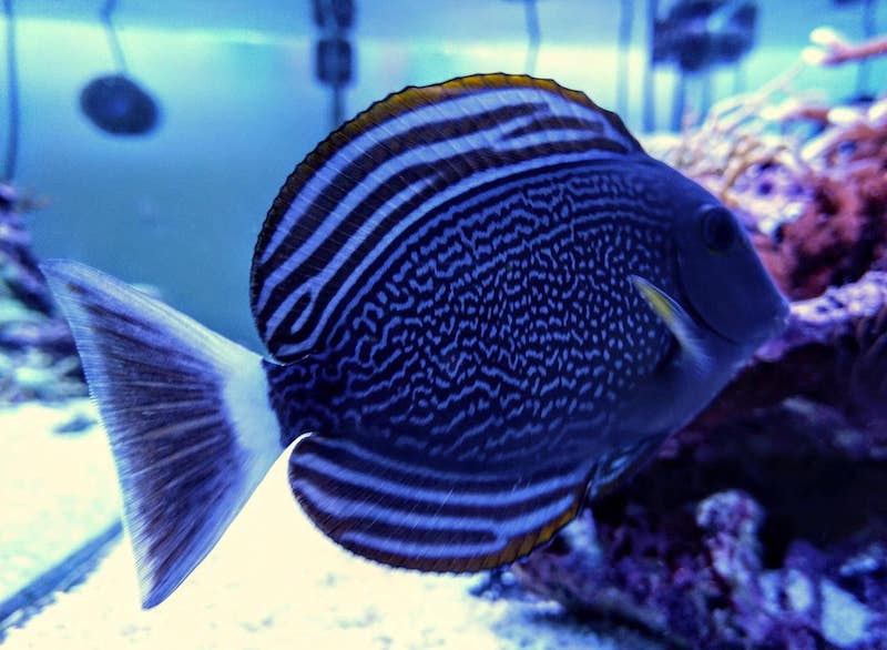 acanthurus fowleri