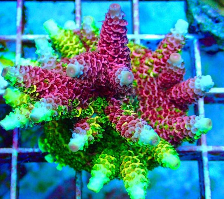 The Rainbow Splice Acropora Millepora from Reef Raft Canada | Reef ...