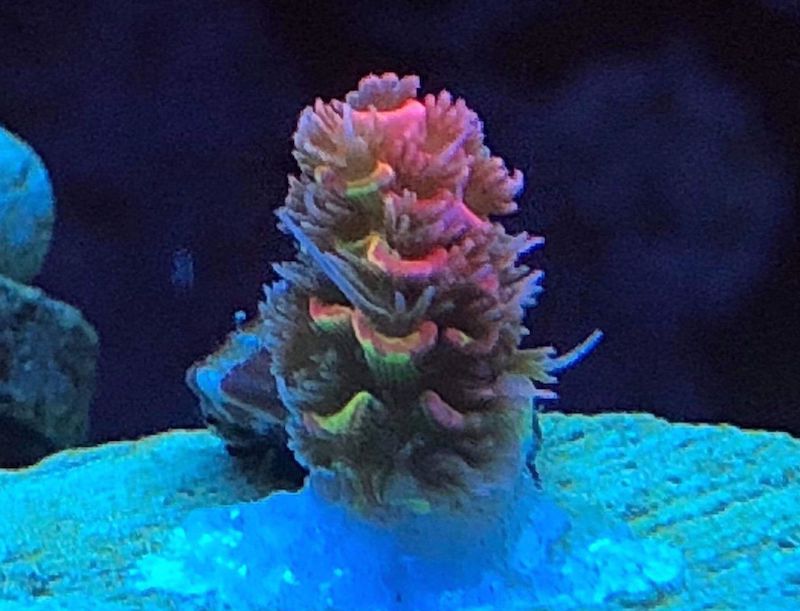 Acropora Coral Canada - Frag Garage