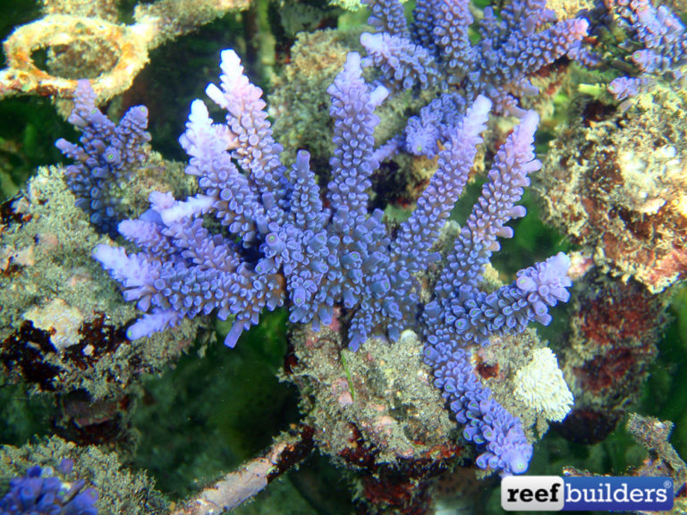 Hoeksemai Acro Is The King Of Blue Staghorn Corals! | Reef Builders ...