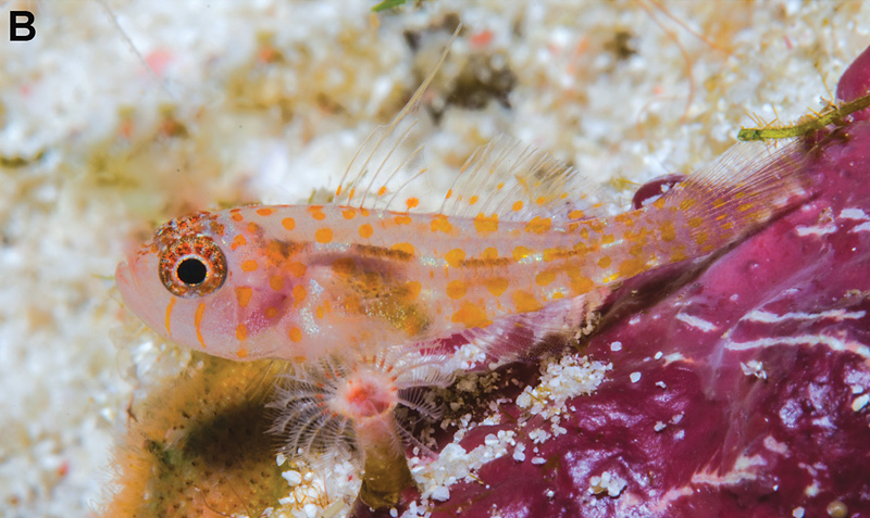 Trimma putrai, a Gorgeous New Pygmy Goby Species from Western Indonesia ...