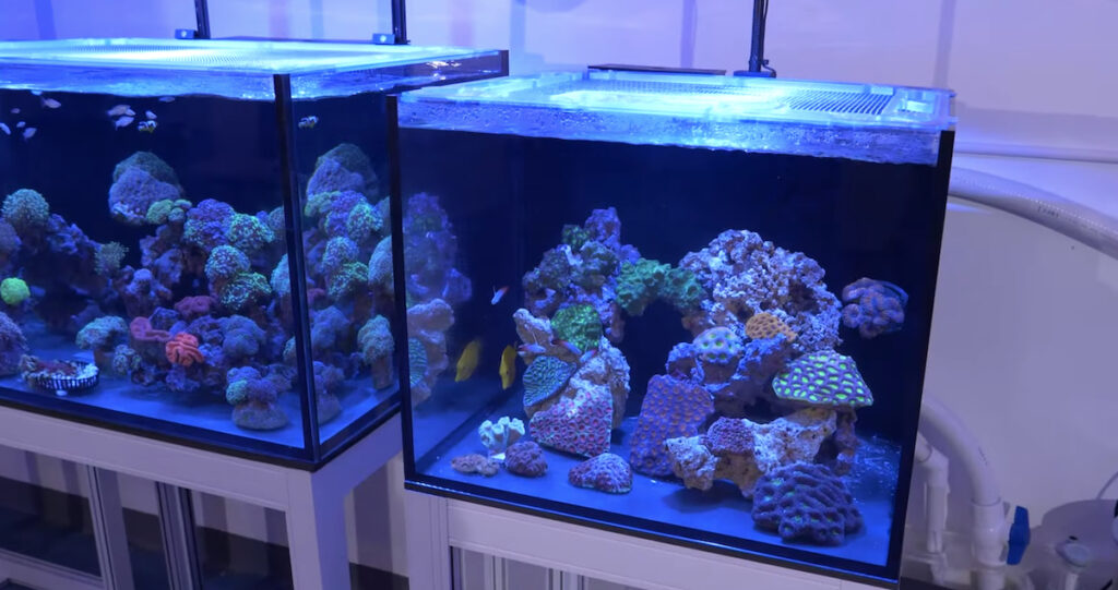 Salty Q A Is A Bigger Tank Always Better For Beginners Reef Builders The Reef And Saltwater Aquarium Blog