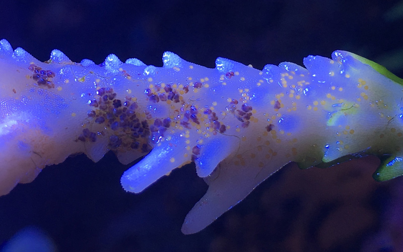 Is This a NEW Acro Eating Flatworm? Reef Builders The Reef and Saltwater Aquarium Blog