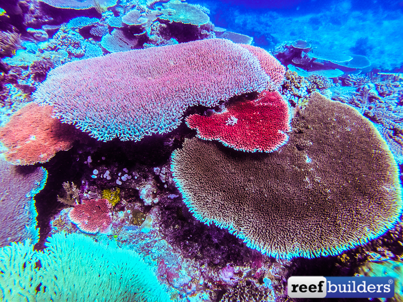 Understanding the Ideal Australian Coral Habitat, Reef Builders