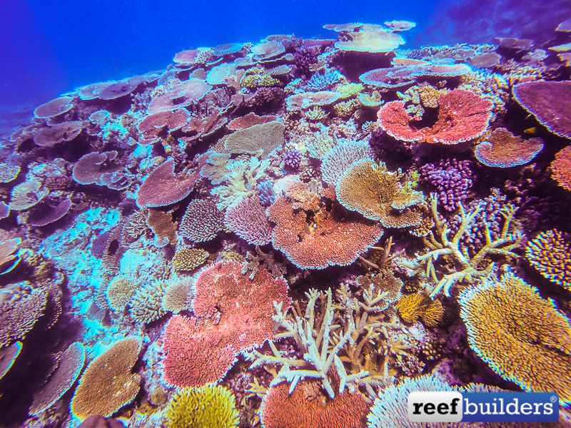 Proper Collection on a ‘Perfect’ Stony Coral Reef | Reef Builders | The ...