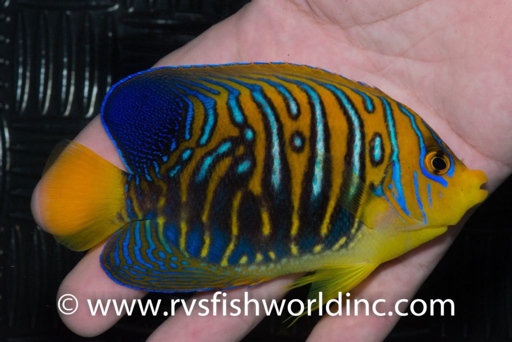 Captive Bred Regal Angelfish Breakthrough by Bali Aquarich | Reef