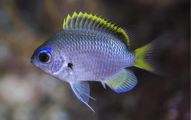 Chromis tingting, a New Species of Damselfish from Japan | Reef ...