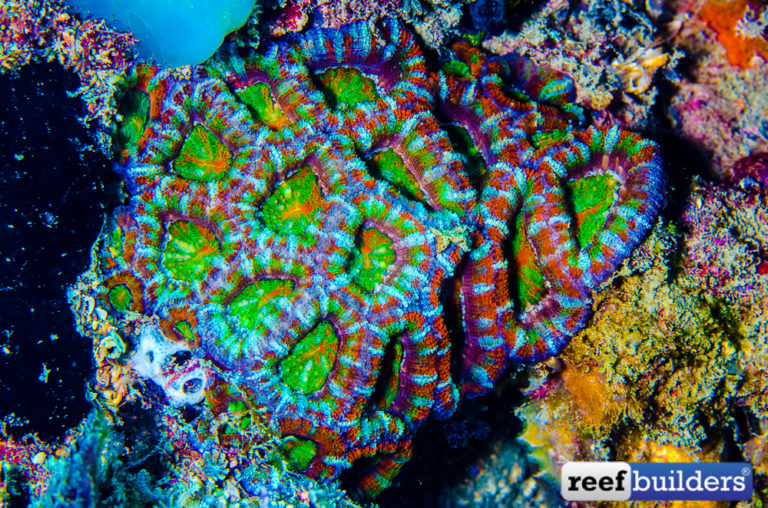 Beginner Tips For LPS Corals Reef Builders The Reef and Saltwater