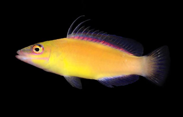 Pseudocheilinus citrinus, the First ‘Yellow Mystery Wrasse’ Enters the ...