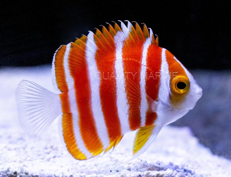 FAQs on Dwarf Angelfish | Reef Builders | The Reef and Saltwater ...